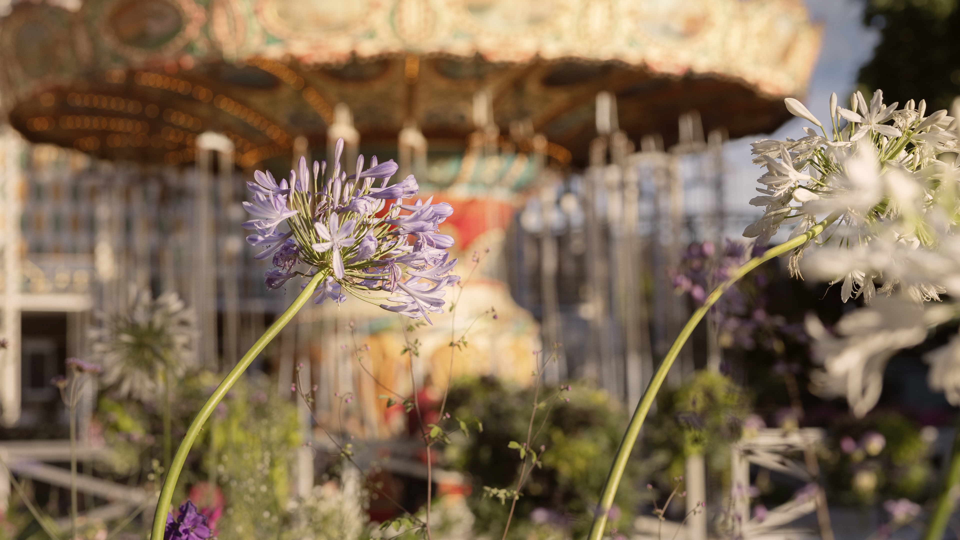 Nærbillede af lilla og hvide blomster i Tivolis have med en sløret baggrund, der antyder forlystelser og sommerstemning.