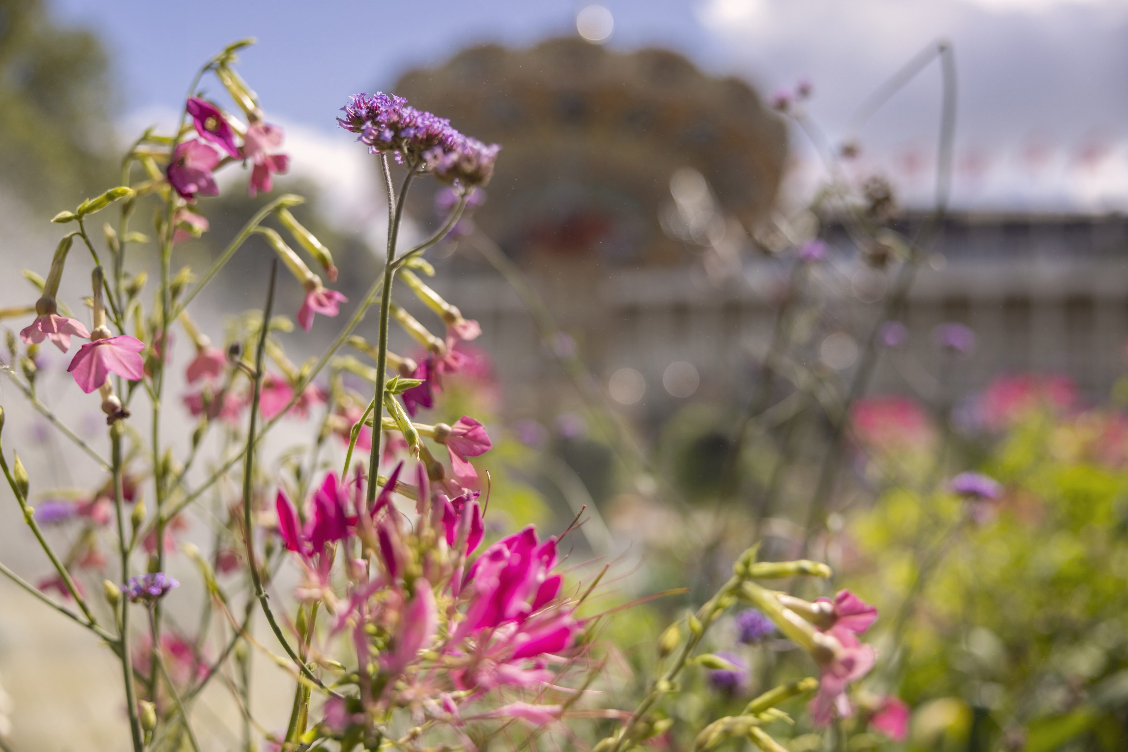 Farverige blomster i fokus med svingkarrusellen sløret i baggrunden.